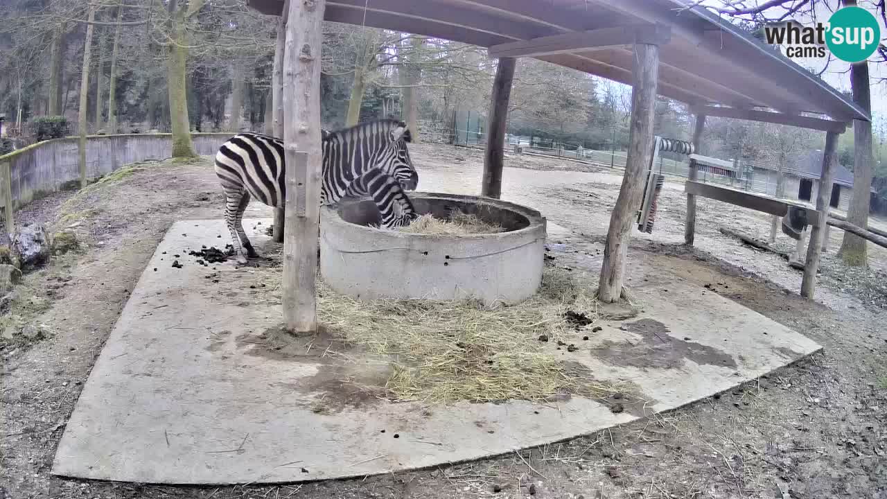 Live webcam Zebras in Ljubljana ZOO – Slovenia