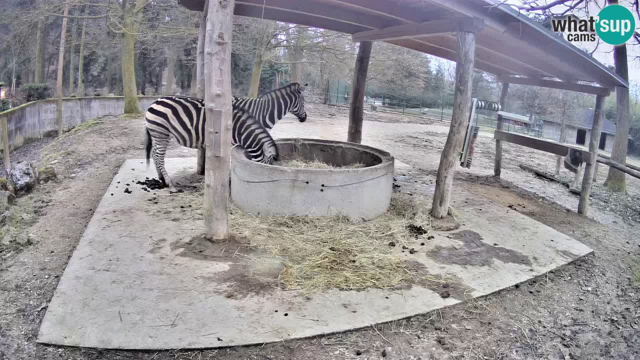 Camera en vivo Cebras in Ljubljana ZOO – Eslovenia