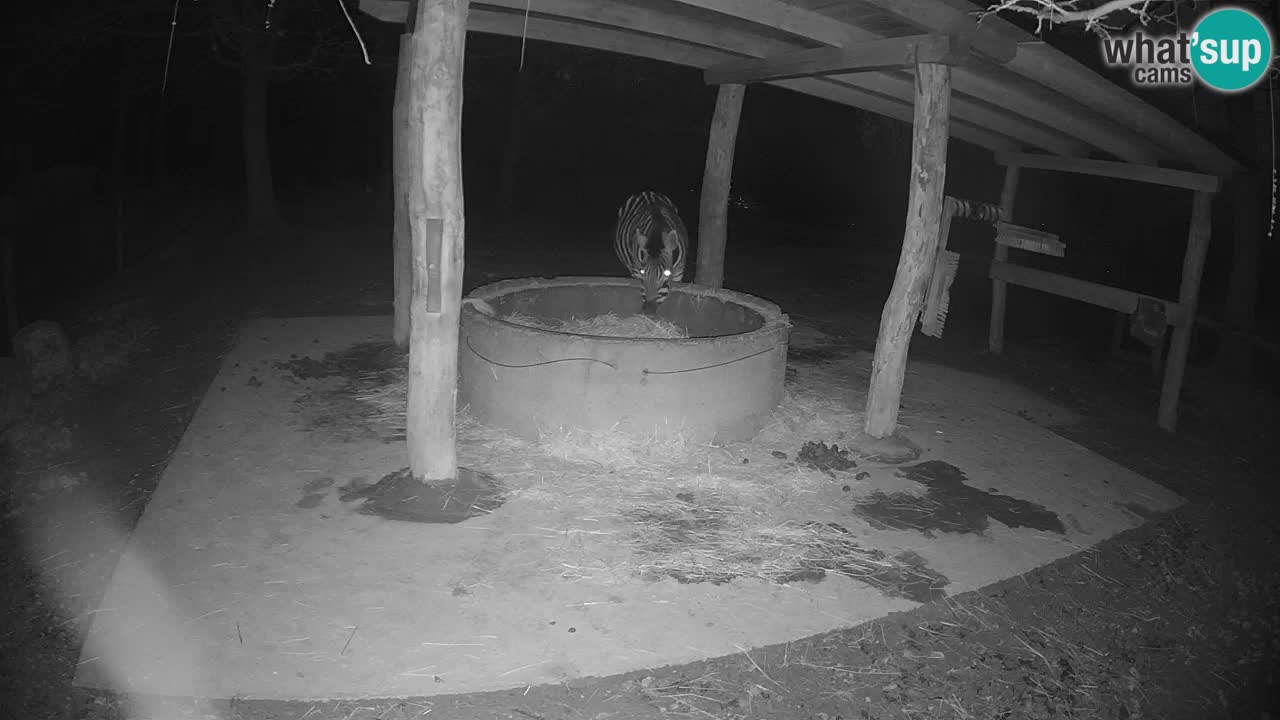 Zebre v živo v živalskem vrtu Ljubljana ZOO spletne kamere