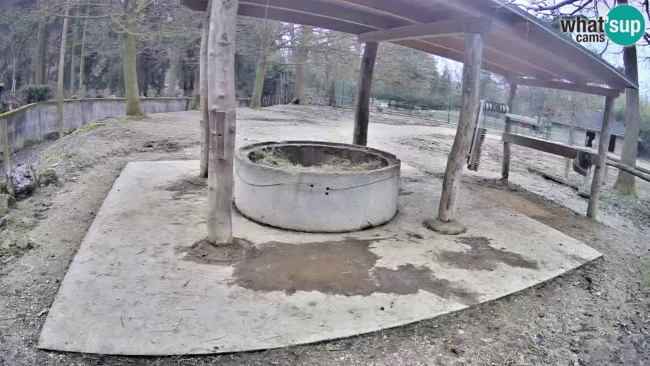 Camera en vivo Cebras in Ljubljana ZOO – Eslovenia