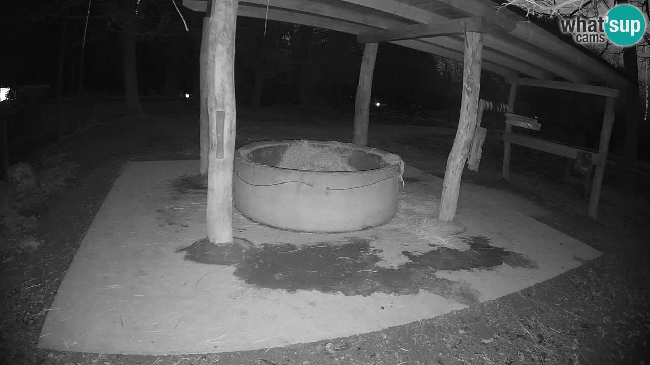 Live webcam Zebras in Ljubljana ZOO – Slovenia