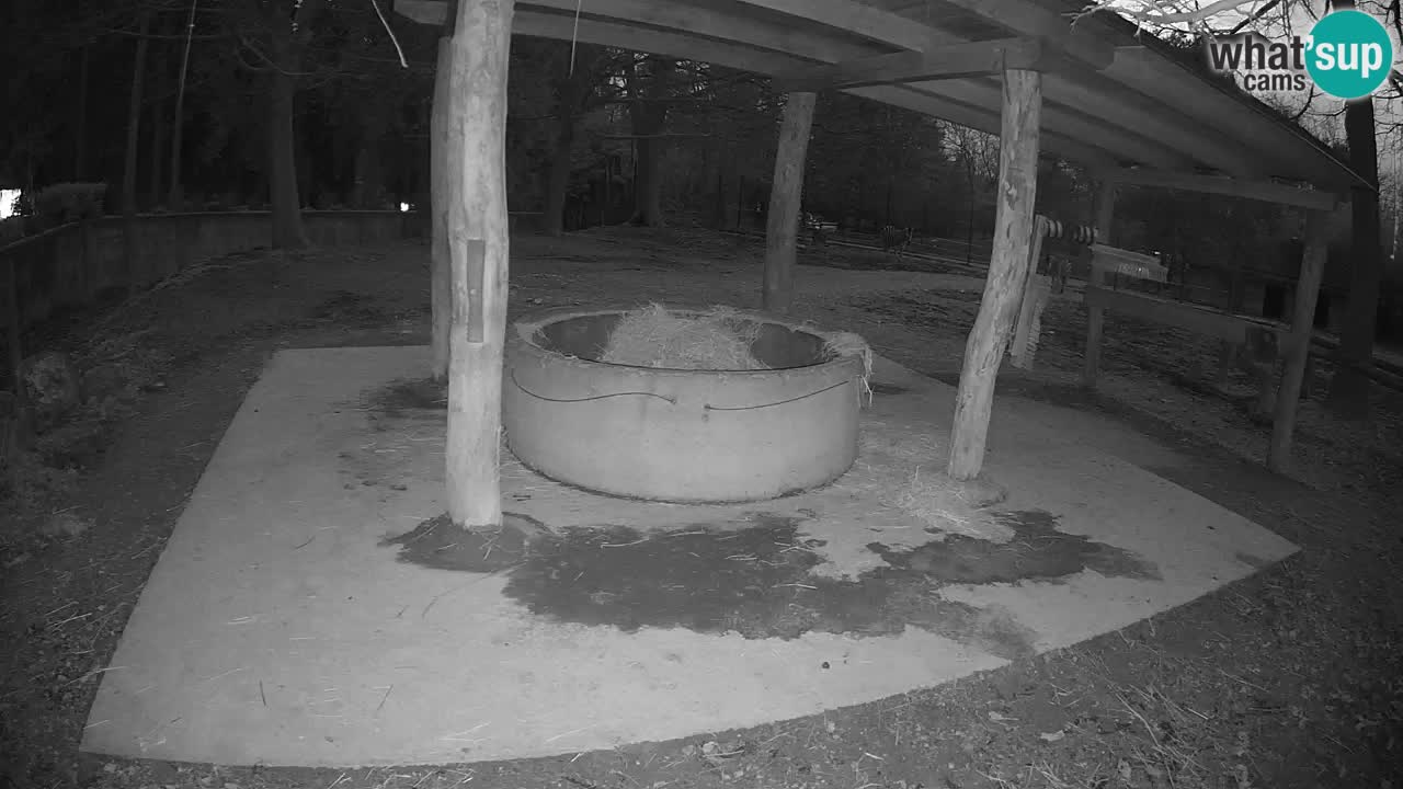 Live webcam Zebras in Ljubljana ZOO – Slovenia