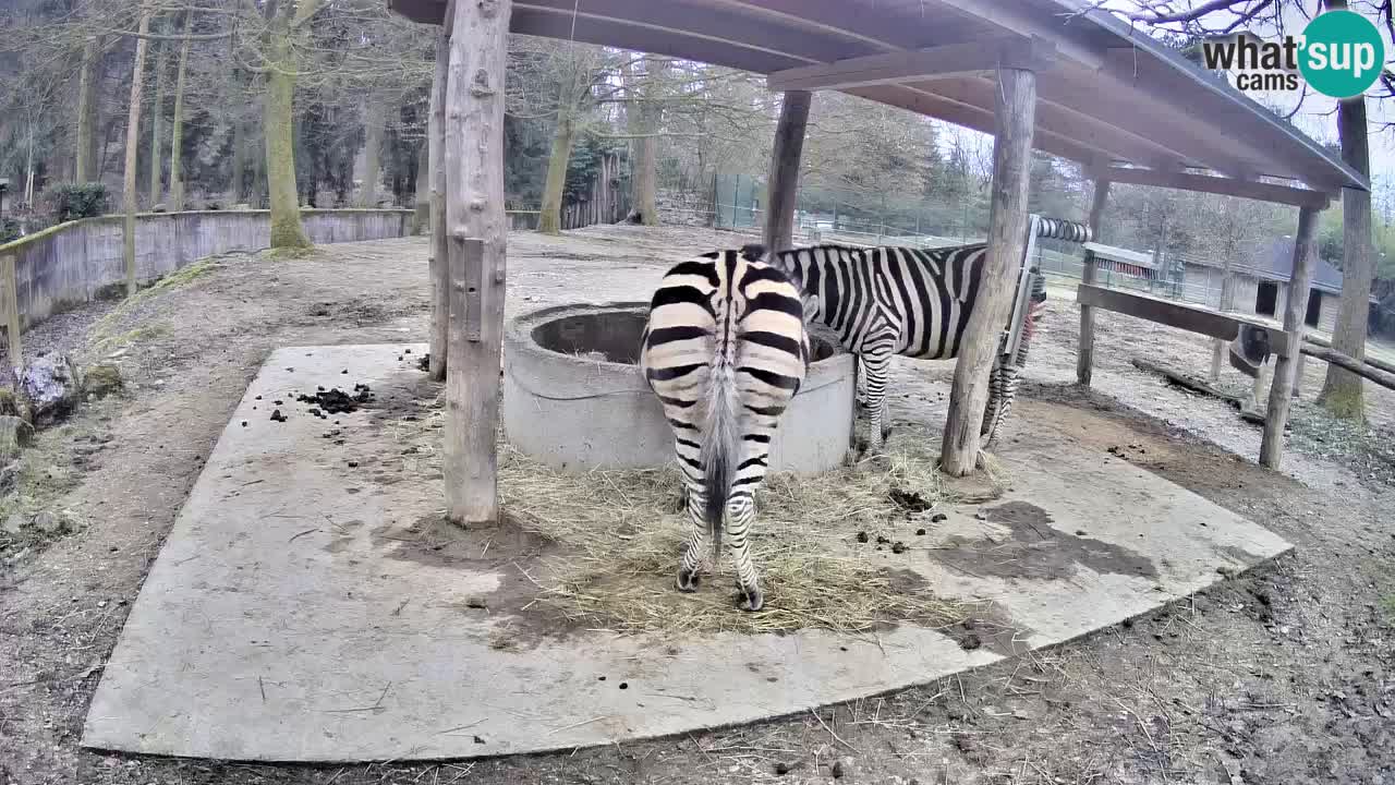 Zebre v živo v živalskem vrtu Ljubljana ZOO spletne kamere