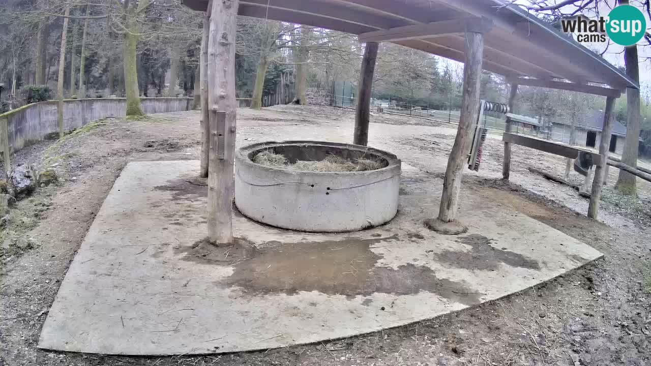 Le Zebre nello ZOO di Ljubljana – Slovenia Live webcam