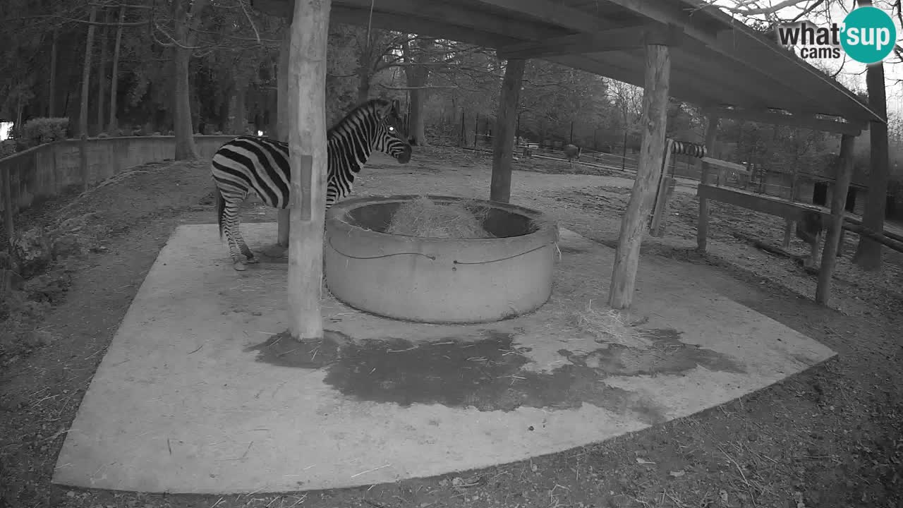 Zebre v živo v živalskem vrtu Ljubljana ZOO spletne kamere