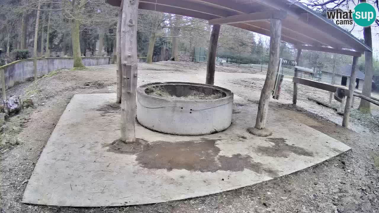 Live webcam Zebras in Ljubljana ZOO – Slovenia