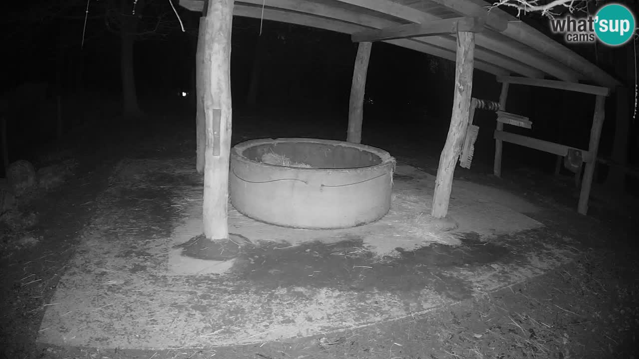 Zebre v živo v živalskem vrtu Ljubljana ZOO spletne kamere