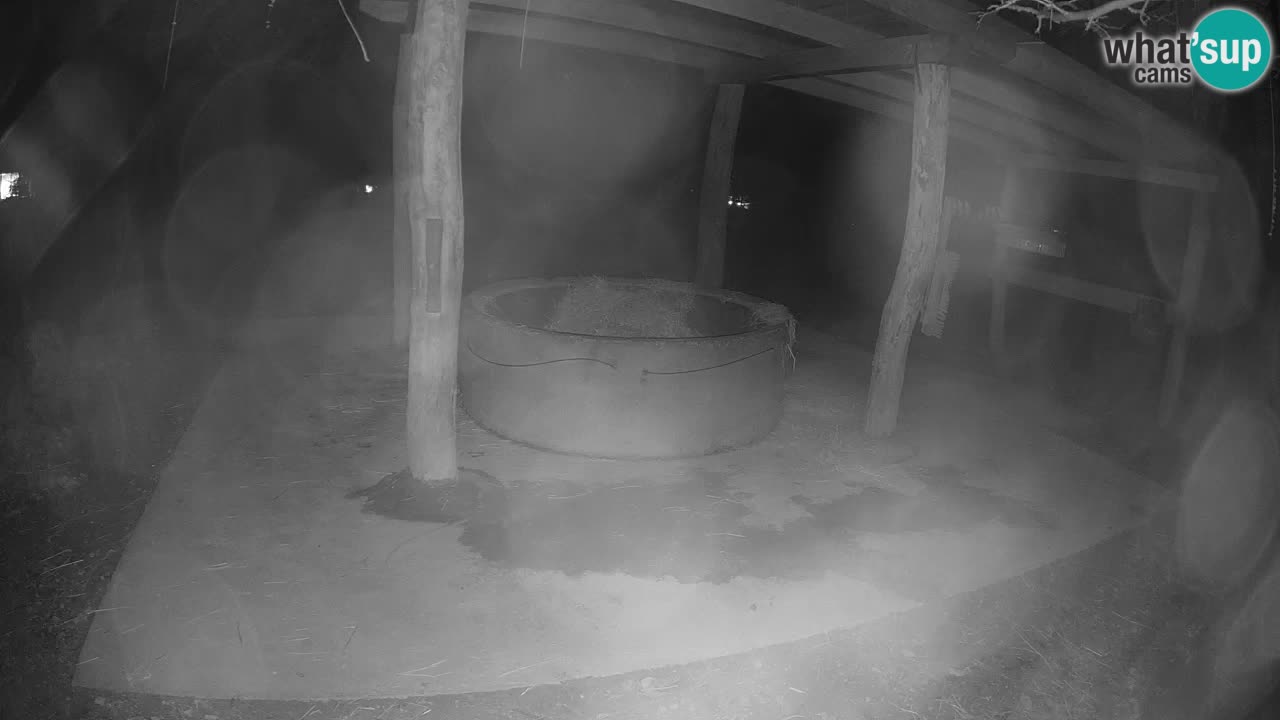 Live webcam Les zèbres in Ljubljana ZOO – Slovénie