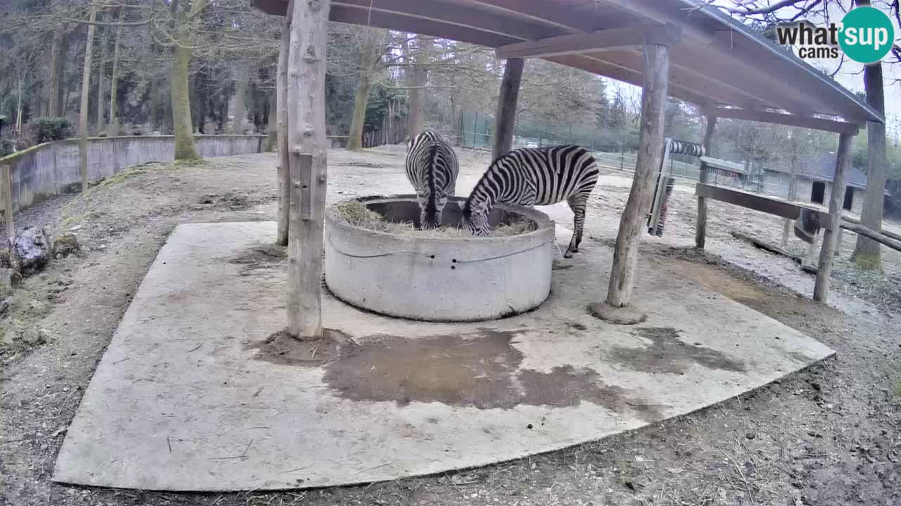 Zebre v živo v živalskem vrtu Ljubljana ZOO spletne kamere
