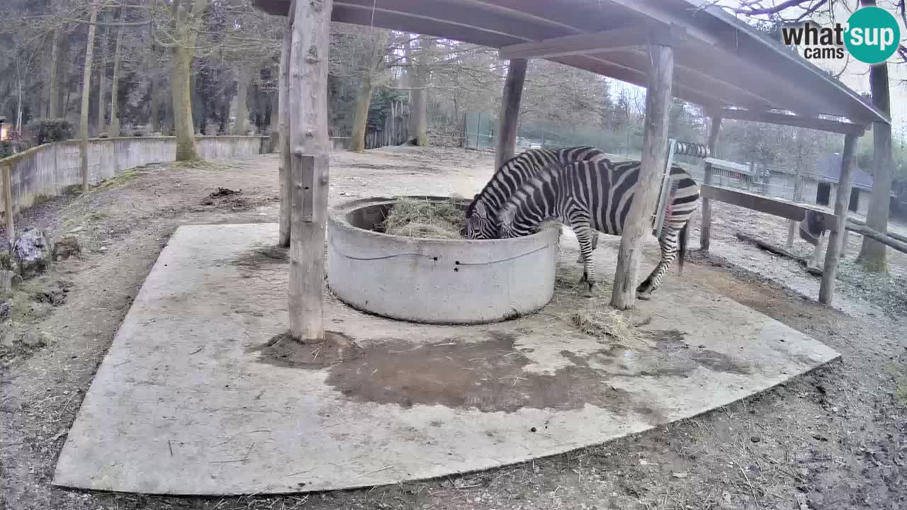 Web kamera uživo Zebras u ZOO Ljubljana – Slovenija