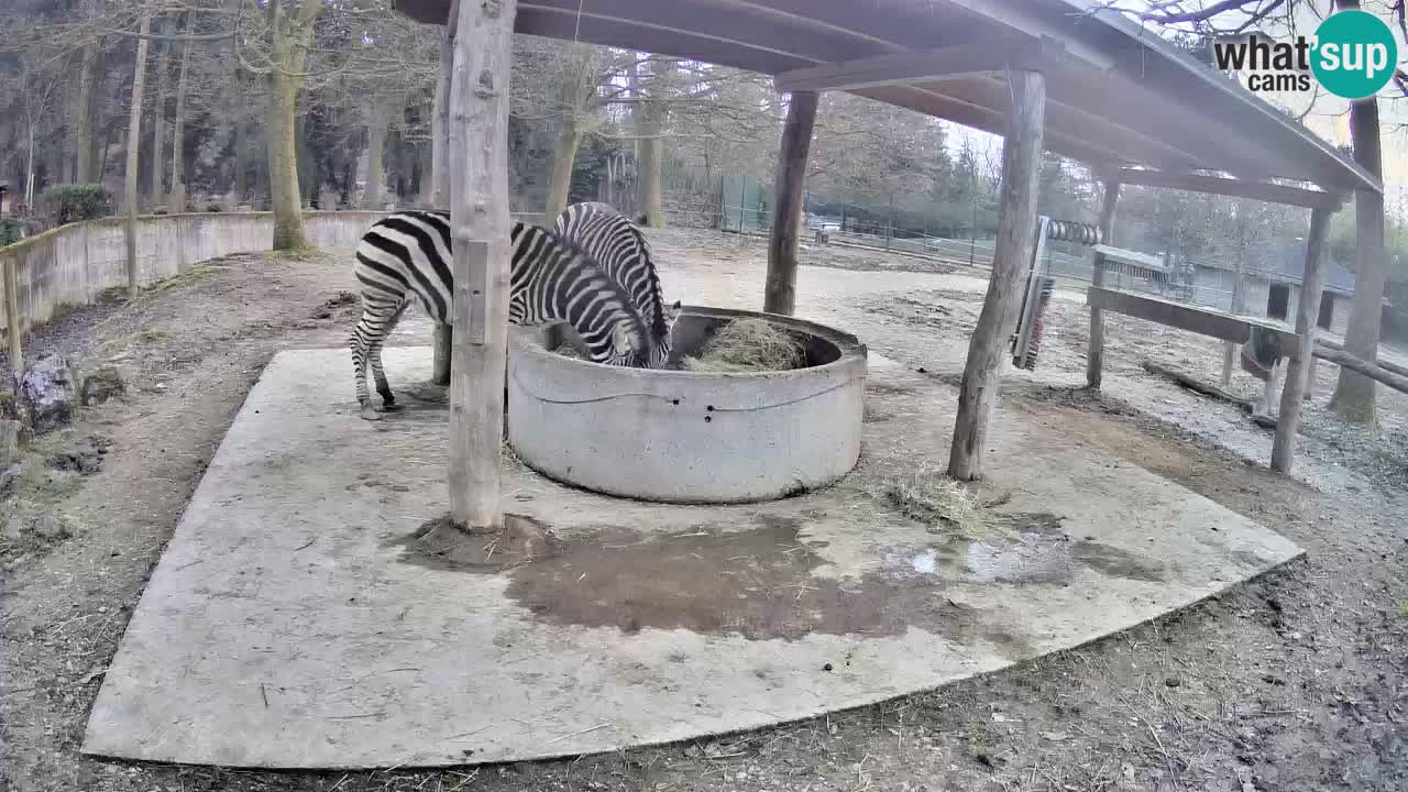 Live Webcam Zebras in Ljubljana ZOO – Slowenien
