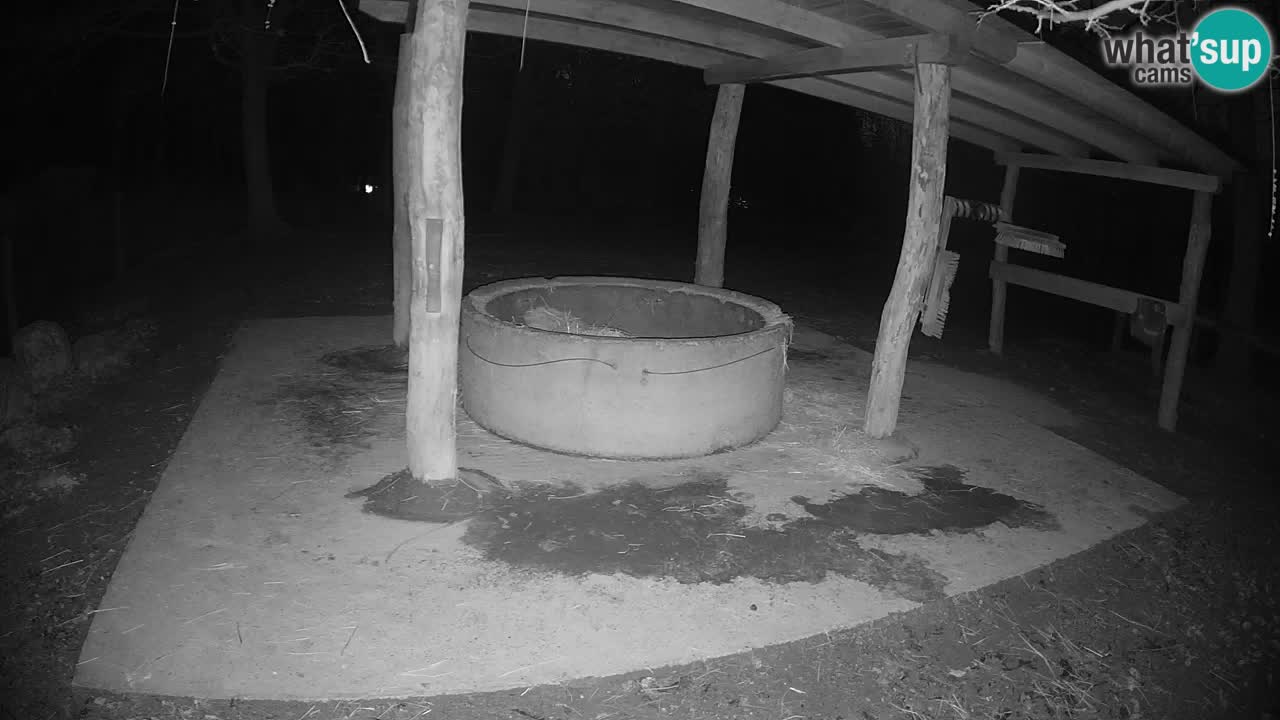 Web kamera uživo Zebras u ZOO Ljubljana – Slovenija