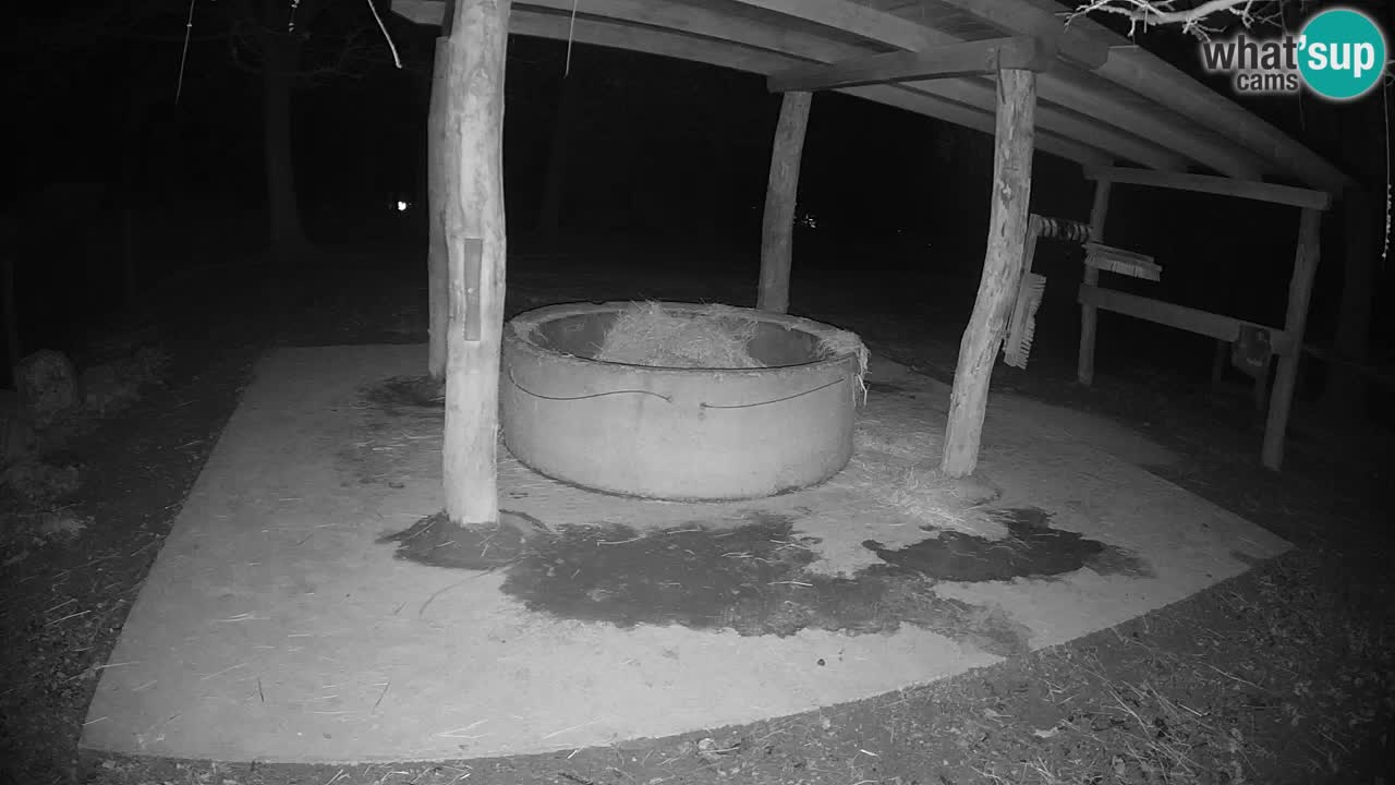 Web kamera uživo Zebras u ZOO Ljubljana – Slovenija