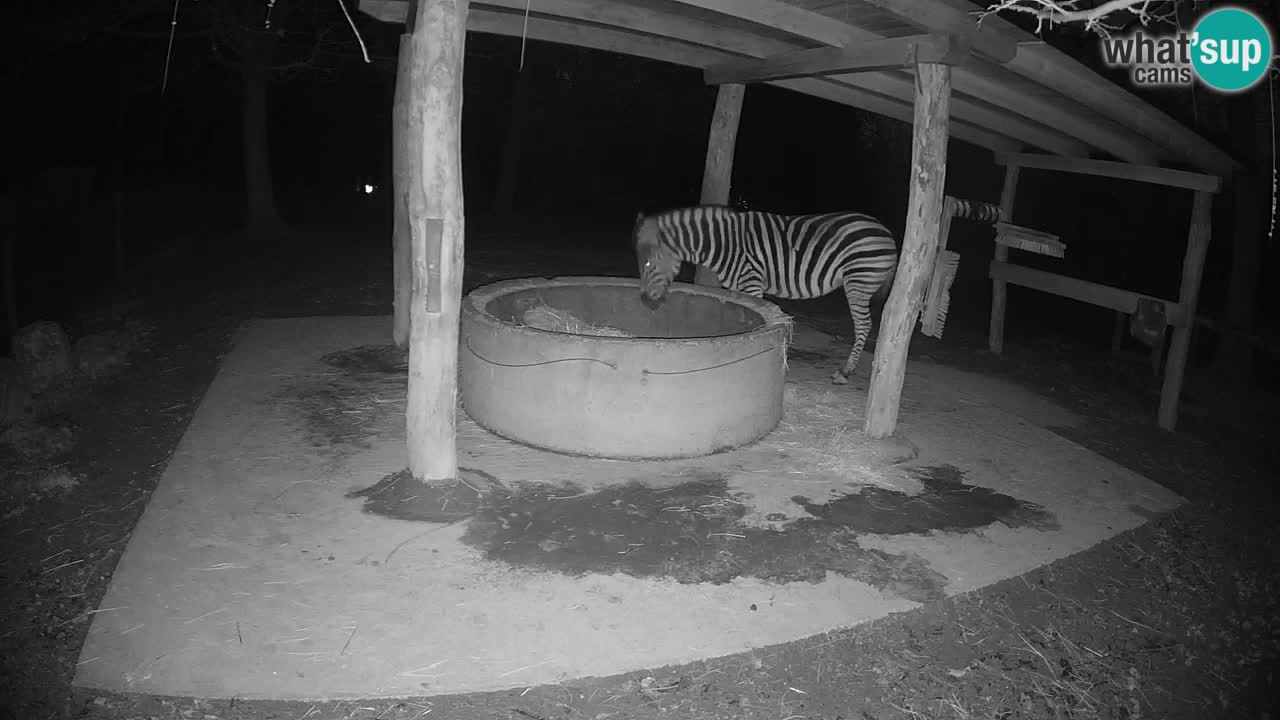 Camera en vivo Cebras in Ljubljana ZOO – Eslovenia