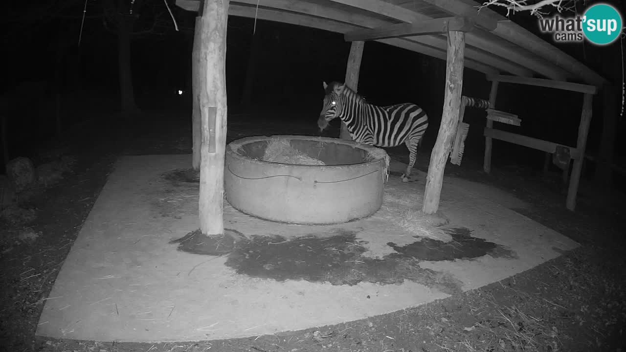 Zebre v živo v živalskem vrtu Ljubljana ZOO spletne kamere