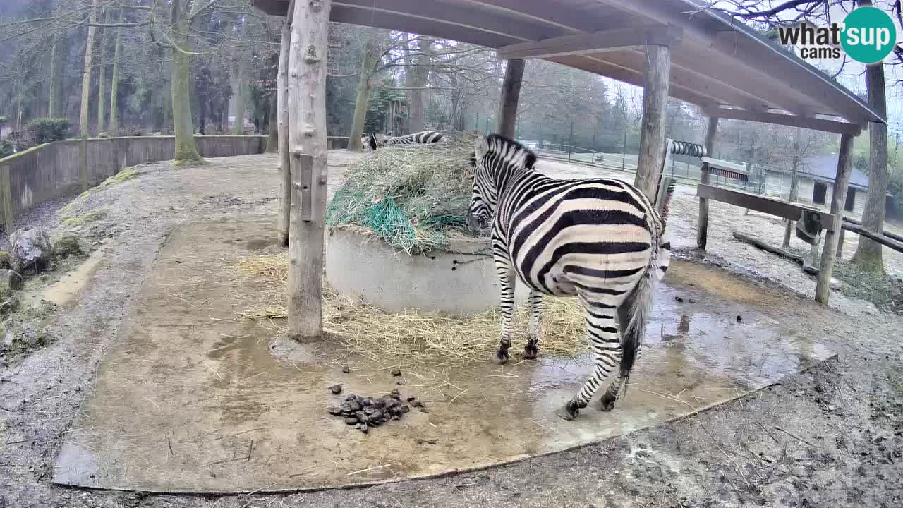 Camera en vivo Cebras in Ljubljana ZOO – Eslovenia