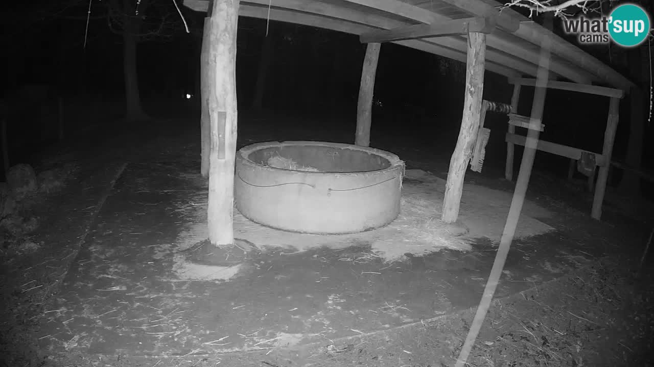 Zebre v živo v živalskem vrtu Ljubljana ZOO spletne kamere