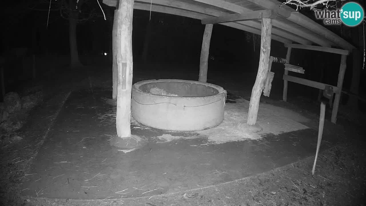 Live webcam Zebras in Ljubljana ZOO – Slovenia