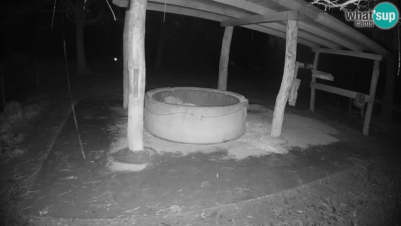 Live webcam Les zèbres in Ljubljana ZOO – Slovénie