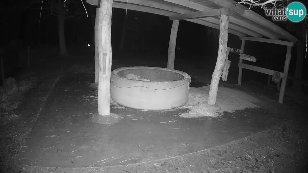 Camera en vivo Cebras in Ljubljana ZOO – Eslovenia