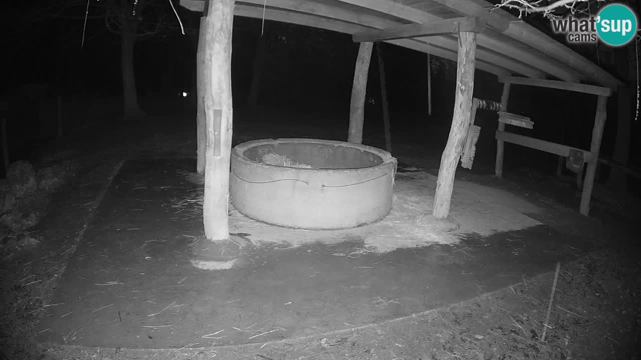 Live webcam Zebras in Ljubljana ZOO – Slovenia