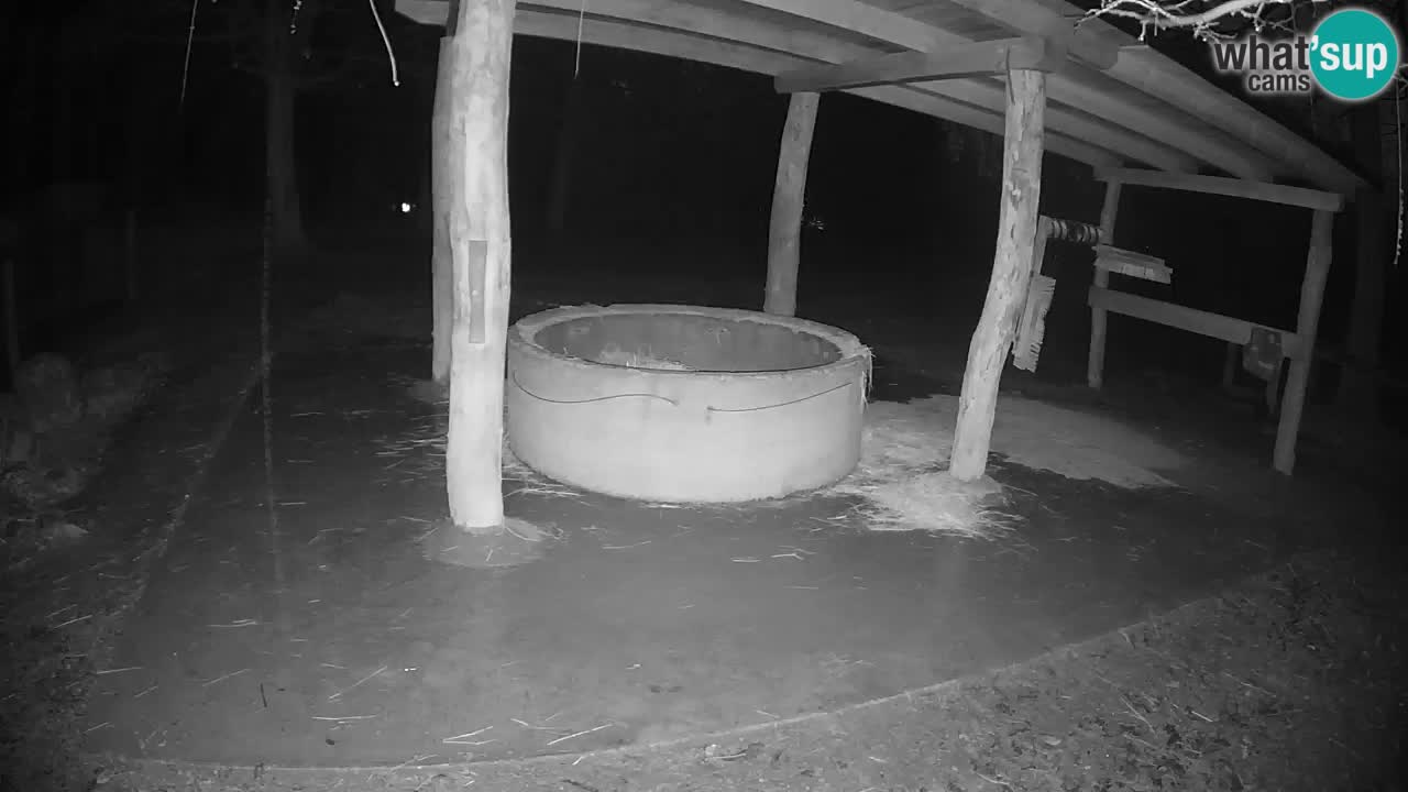 Zebre v živo v živalskem vrtu Ljubljana ZOO spletne kamere