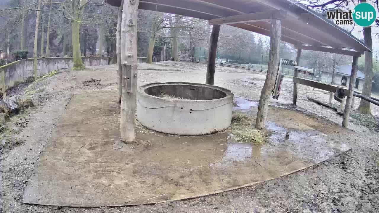 Live webcam Les zèbres in Ljubljana ZOO – Slovénie