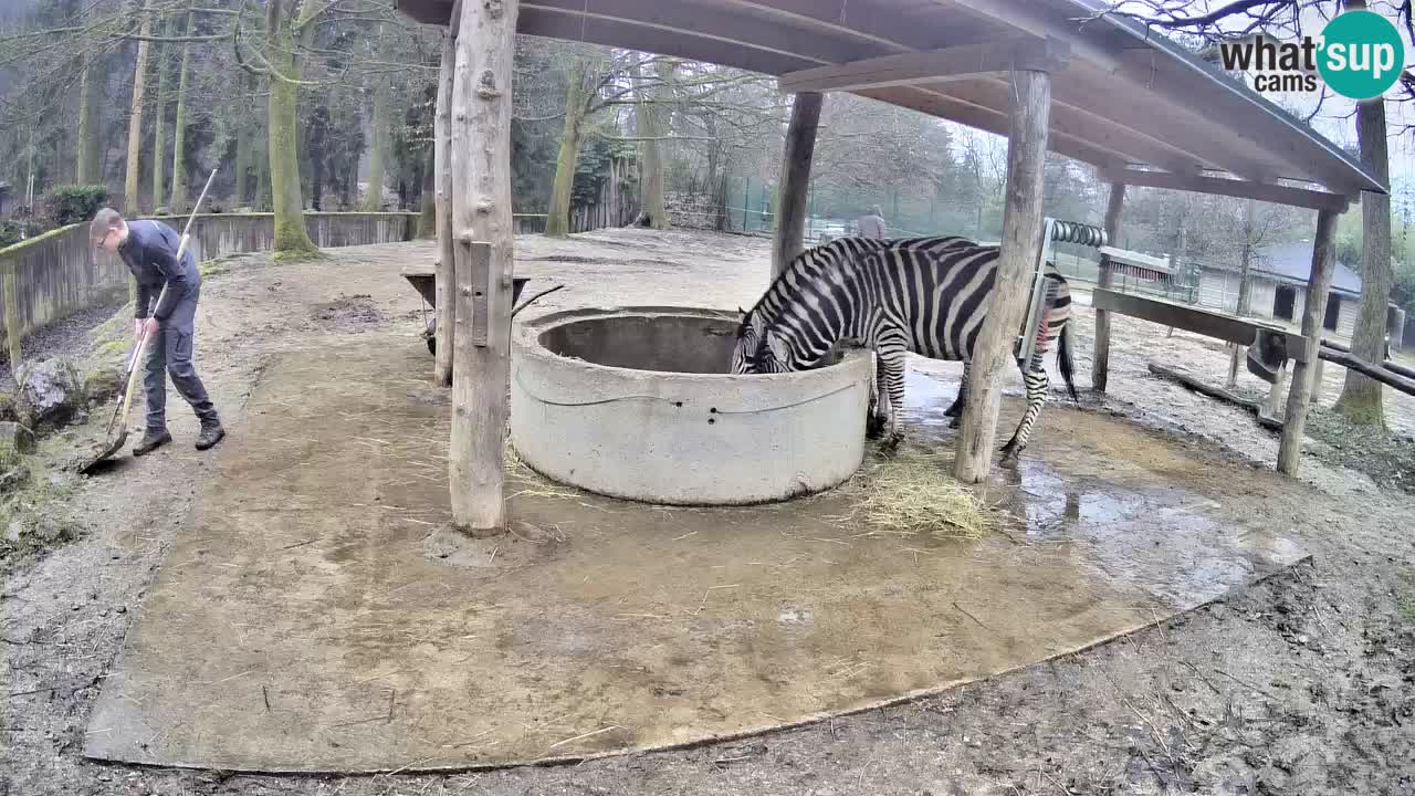 Live webcam Zebras in Ljubljana ZOO – Slovenia