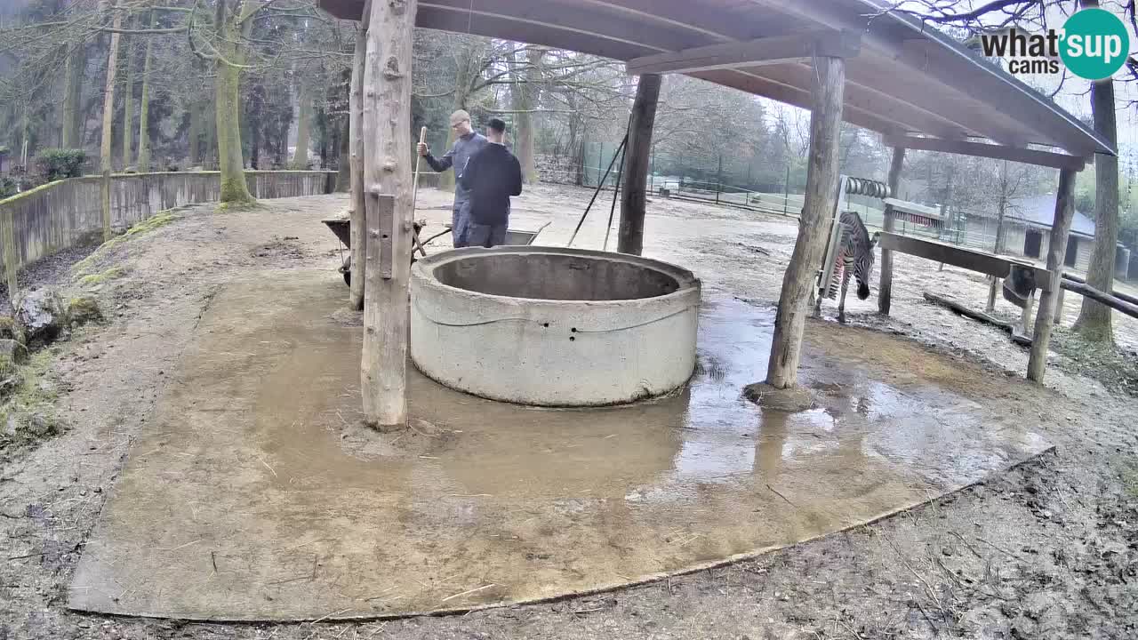 Zebre v živo v živalskem vrtu Ljubljana ZOO spletne kamere