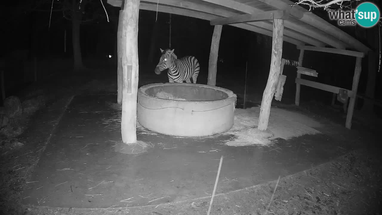 Web kamera uživo Zebras u ZOO Ljubljana – Slovenija