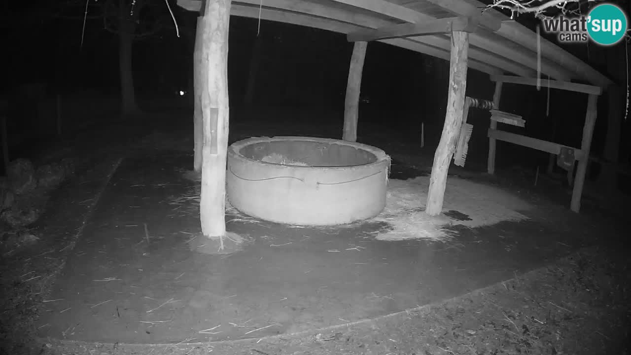 Live webcam Zebras in Ljubljana ZOO – Slovenia