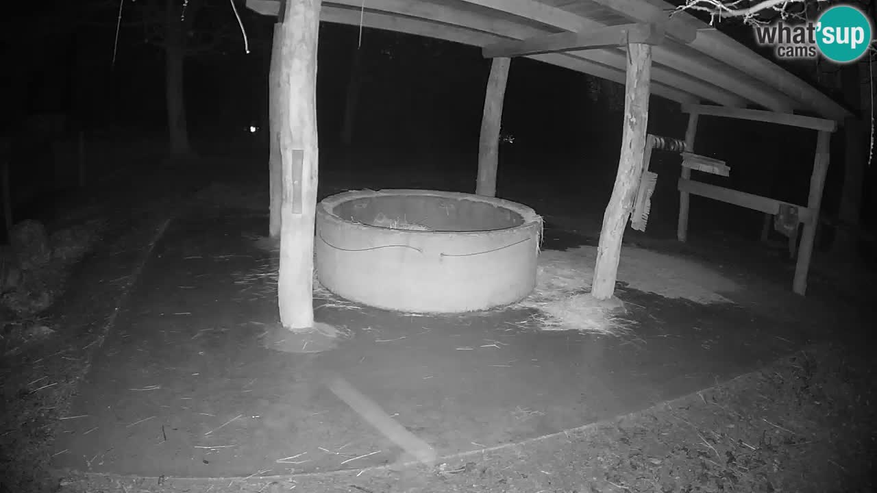 Web kamera uživo Zebras u ZOO Ljubljana – Slovenija