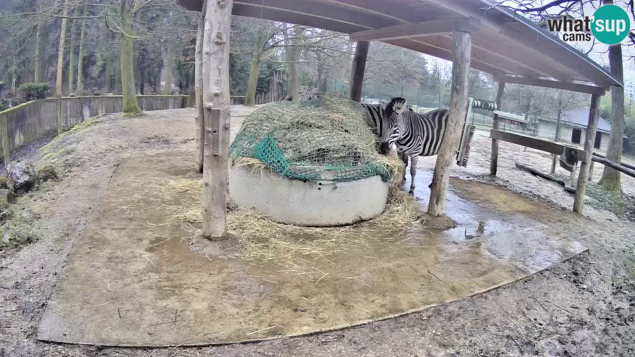 Camera en vivo Cebras in Ljubljana ZOO – Eslovenia