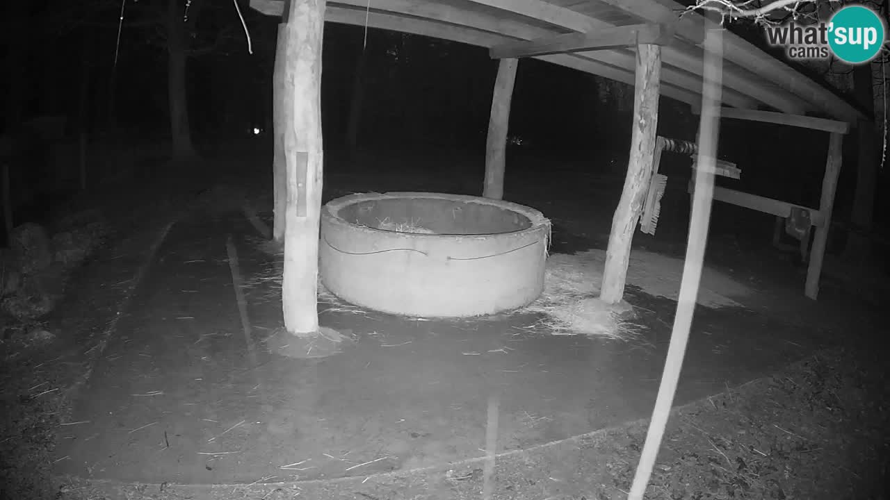 Le Zebre nello ZOO di Ljubljana – Slovenia Live webcam