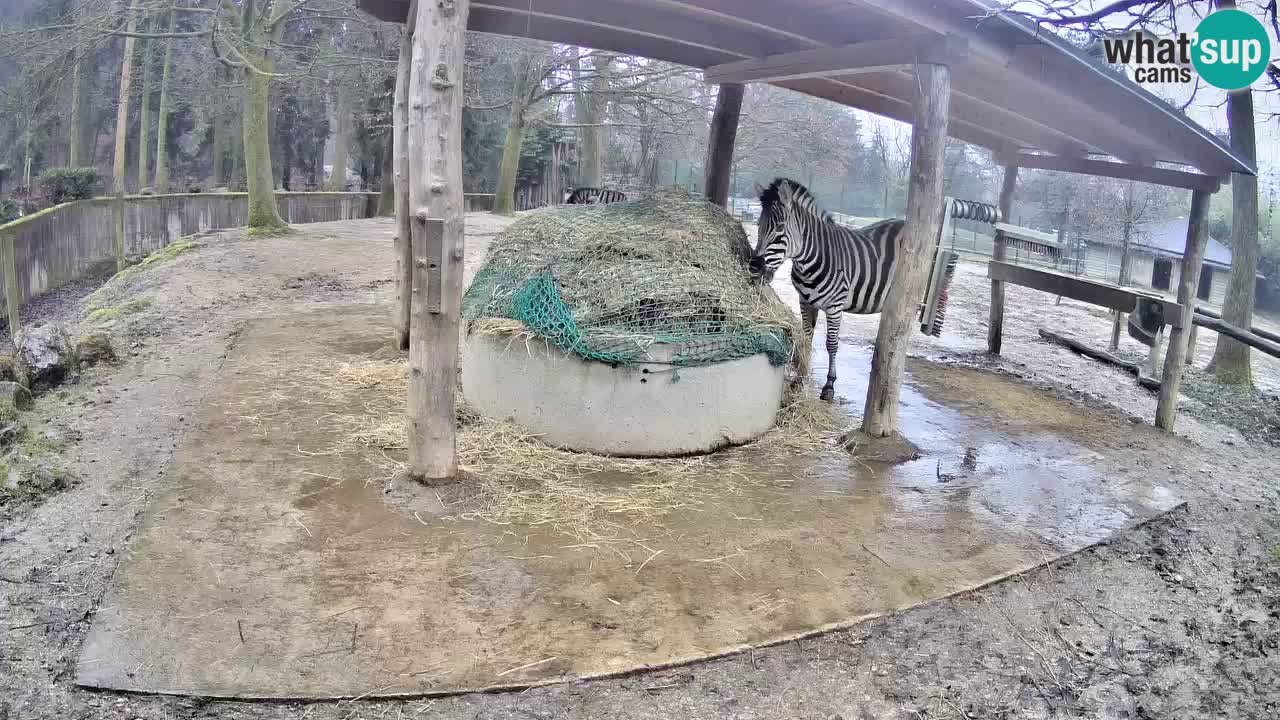 Live webcam Zebras in Ljubljana ZOO – Slovenia