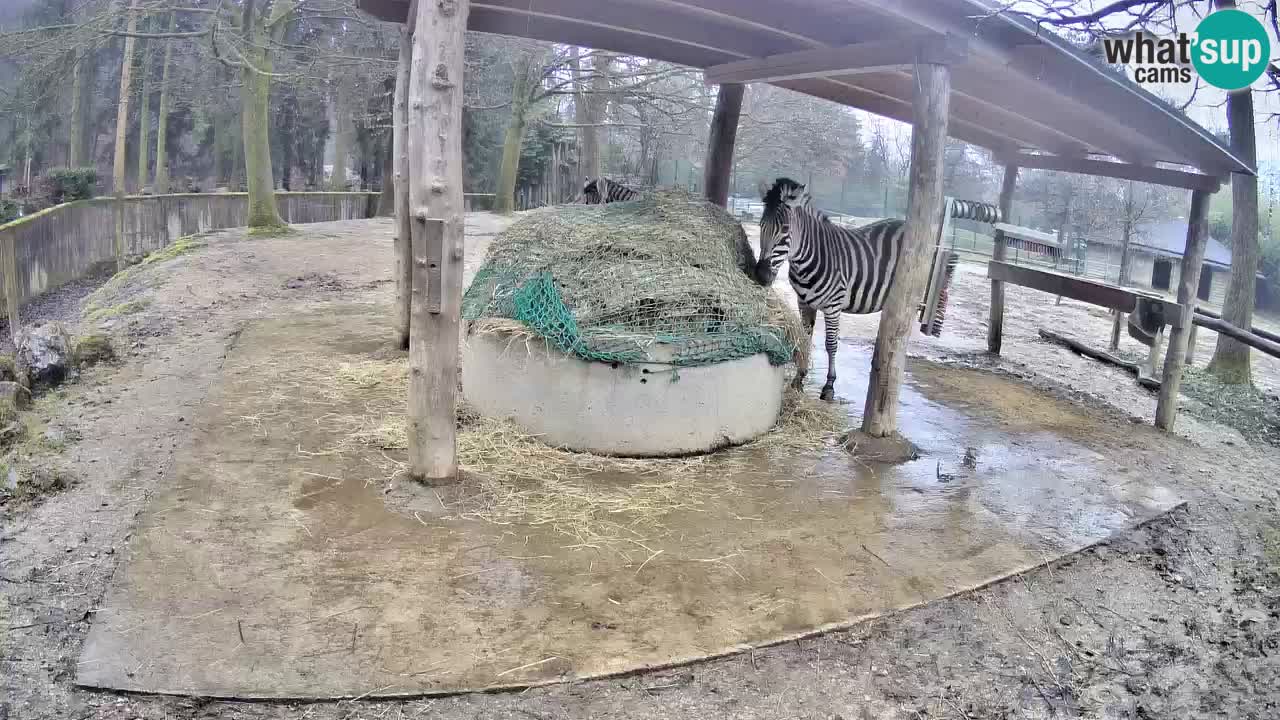 Le Zebre nello ZOO di Ljubljana – Slovenia Live webcam