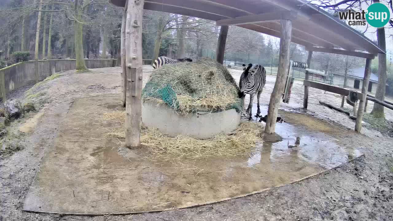 Live webcam Zebras in Ljubljana ZOO – Slovenia