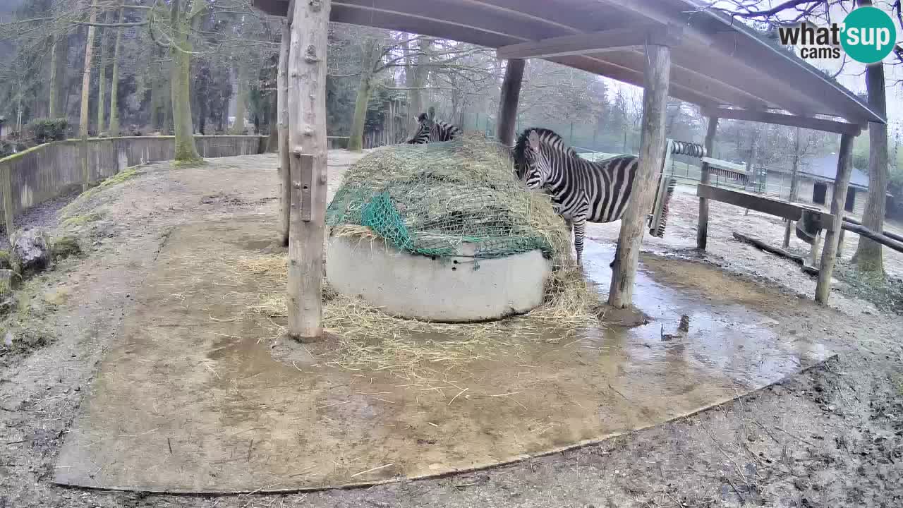 Web kamera uživo Zebras u ZOO Ljubljana – Slovenija