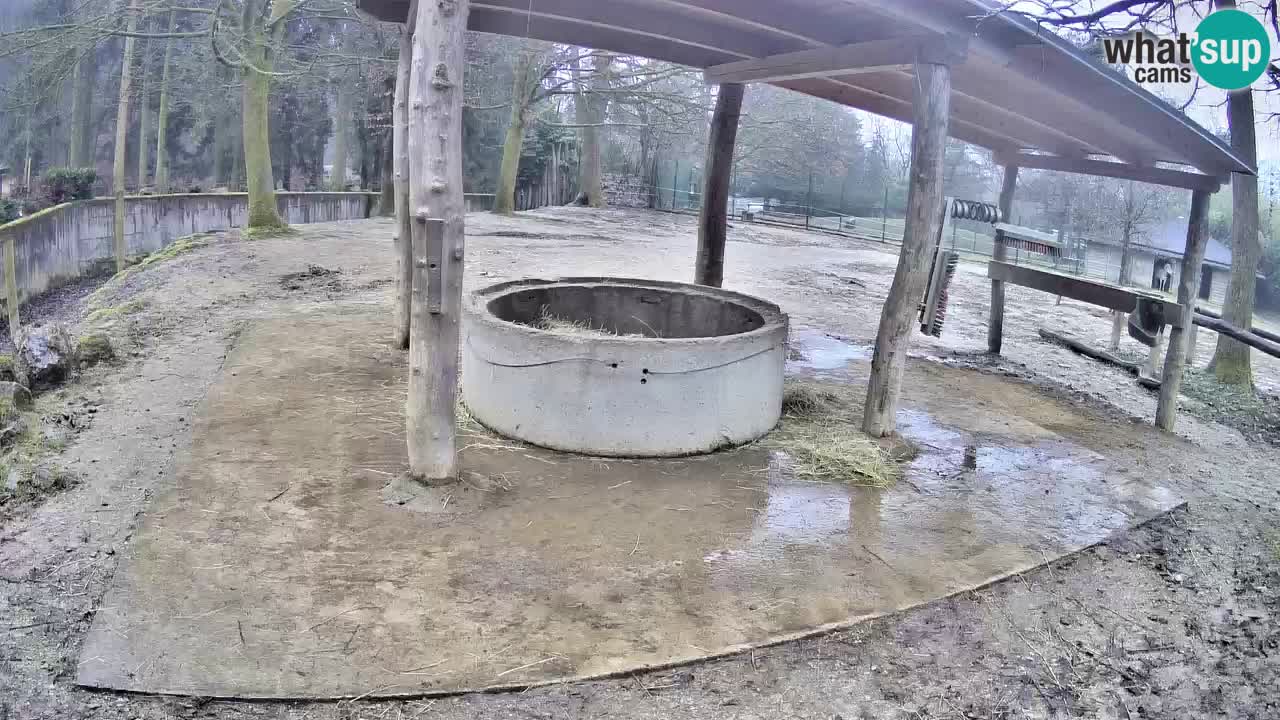 Live webcam Les zèbres in Ljubljana ZOO – Slovénie