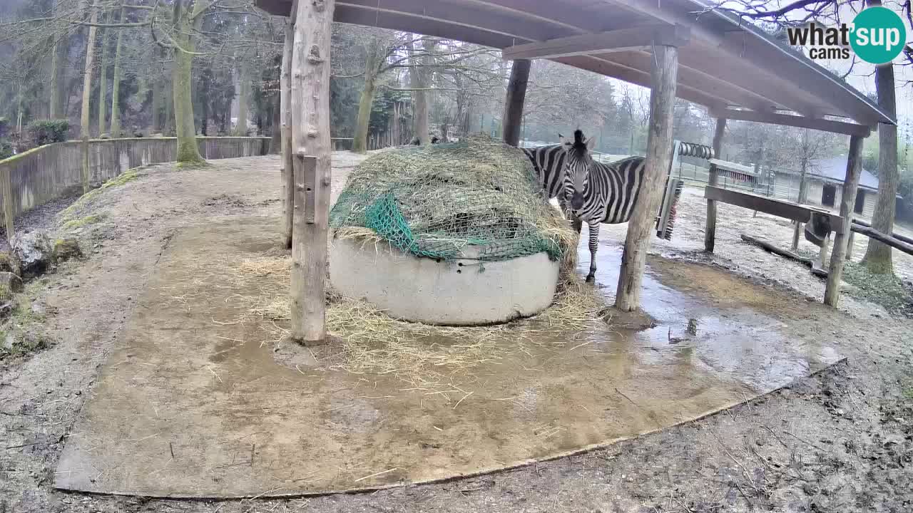Le Zebre nello ZOO di Ljubljana – Slovenia Live webcam