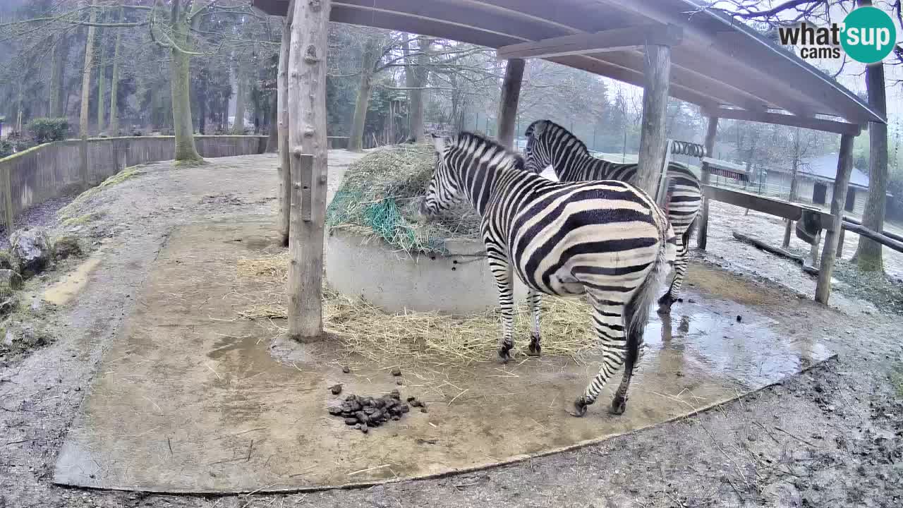 Zebre v živo v živalskem vrtu Ljubljana ZOO spletne kamere
