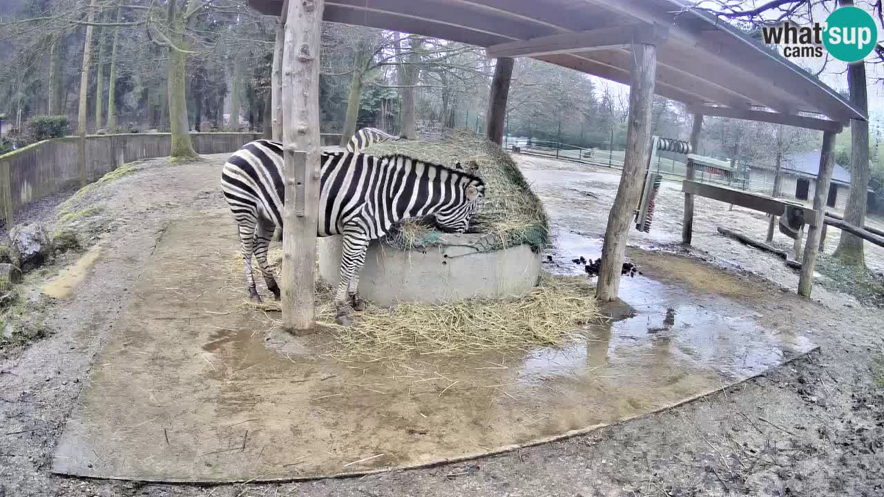 Zebre v živo v živalskem vrtu Ljubljana ZOO spletne kamere