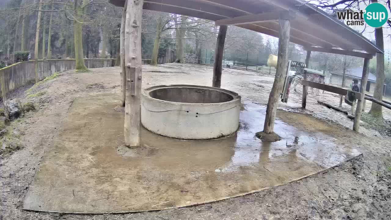 Web kamera uživo Zebras u ZOO Ljubljana – Slovenija