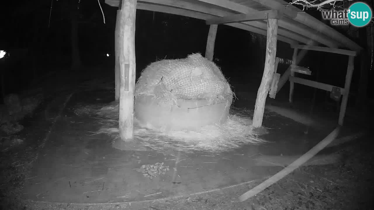 Web kamera uživo Zebras u ZOO Ljubljana – Slovenija