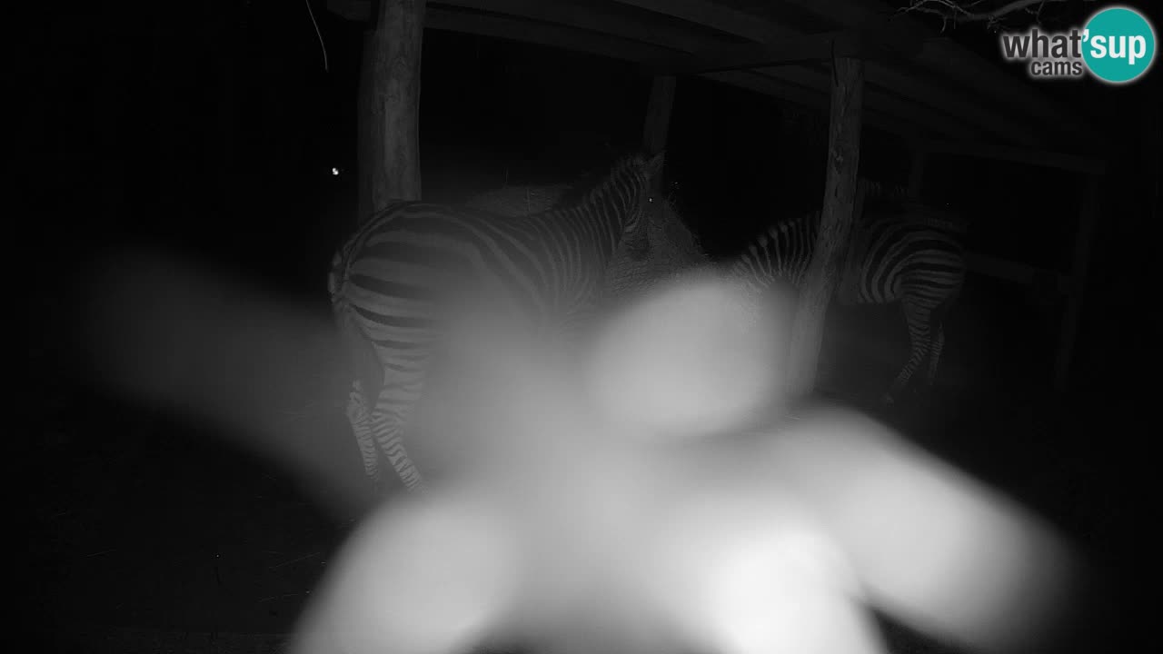 Live webcam Zebras in Ljubljana ZOO – Slovenia