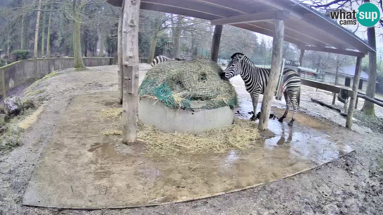Live webcam Zebras in Ljubljana ZOO – Slovenia
