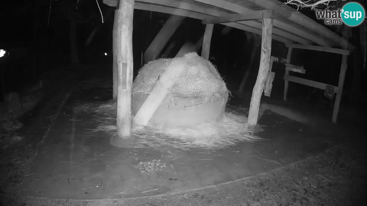 Live webcam Les zèbres in Ljubljana ZOO – Slovénie
