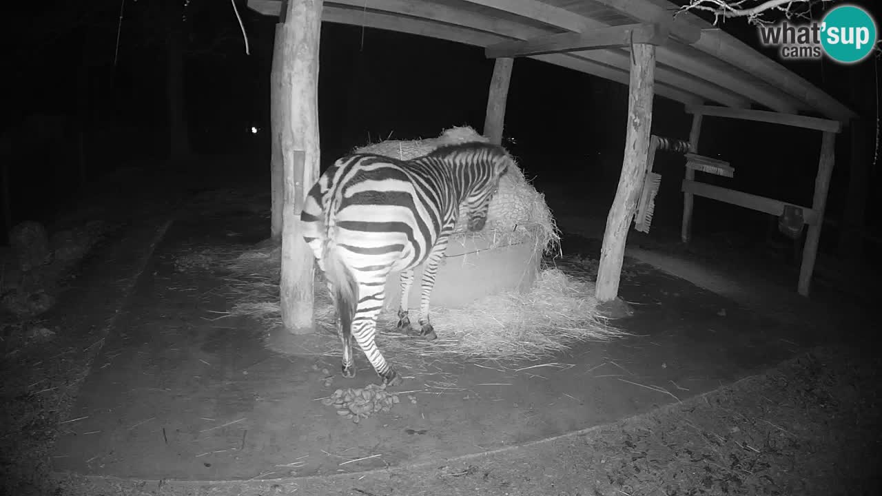 Live webcam Les zèbres in Ljubljana ZOO – Slovénie