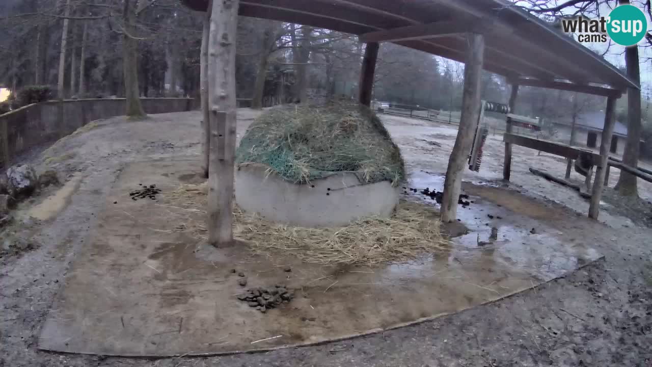 Live Webcam Zebras in Ljubljana ZOO – Slowenien