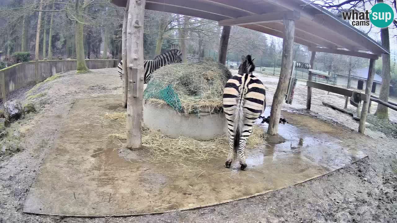 Live webcam Les zèbres in Ljubljana ZOO – Slovénie